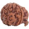Sacred Ganesh Mukhi Rudraksha: Nepal Origin Bead for Wisdom, Protection & Confidence