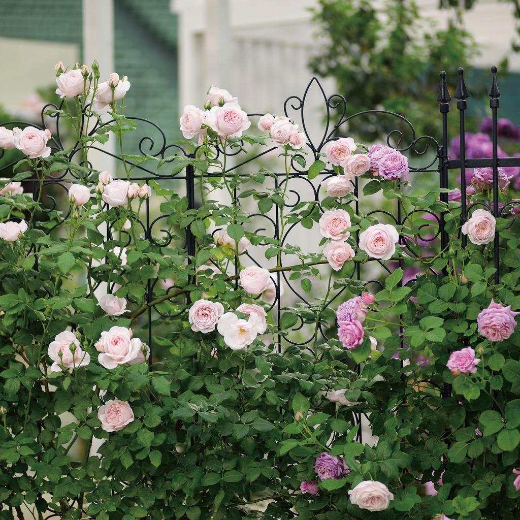 Takasho G-Story Design Klimrek 1800