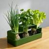 A Planting Device Specifically Designed for Green Onions, Featuring a Hydroponic System That Allows for Repeated Growth