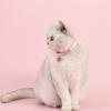 Bowknot Pet Collar Heart Pendant Cats Bow Tie Creative Cat Collars  Pets Accessories