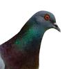 Piquet de Jardin Statue de Pigeon, Ornement Inséré dans le Sol Figurine d'Oiseau, Sculpture Animale Artistique Métallique Réaliste pour Chemin Extérieur