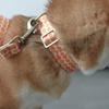Dog Lovely Pumpkin Collar Leash Comfortable Dog Collar Leash for Medium Dogs Leash Harvest Theme Leash