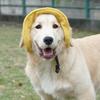 Pet It Summer Dog Sunscreen Hat Photo Dress Up Golden Retriever Sun Hat Corduroy Cute Pet Bucket Hat