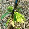 Walensee Enhanced Long-Handle Weed Puller for Gardens and Lawns