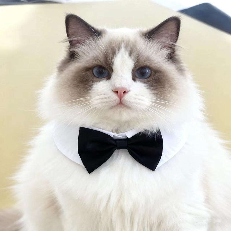 

Ошейник-бандана для кошки в виде плюшевого мишки с бантом - Милый плюшевый аксессуар Standard Size - Length 30cm чёрный