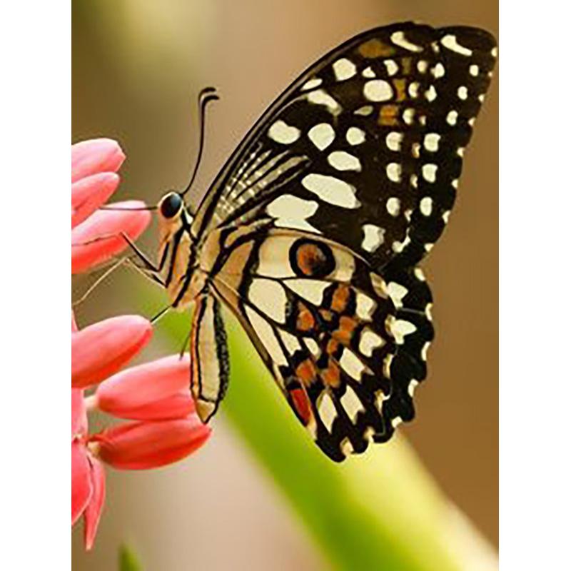 5D DIY Diamond Painting Butterfly Cross Stitch Kit Full Round Drill Embroidery Animal Mosaic Home Decor Kit Wall Art Gift