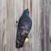 Black Raven Statue Resin Bird Statue Creative   Home