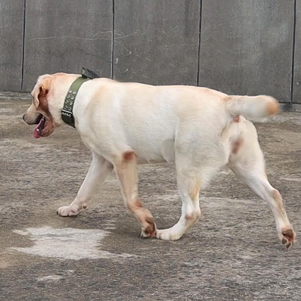 Reflective Dog Collar Heavy Duty Collars for Medium Large Dogs Durable Nylon Dog Collars with Handle Stainless Hardware Military Tactical Pet Collar