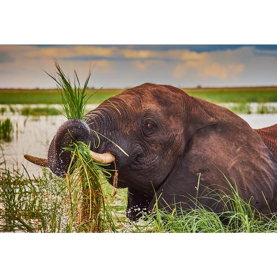 

5D DIY алмазная живопись животные горный хрусталь фотографии комплект для вышивки крестом полная алмазная вышивка слон мозаика подарок домашний декор Full Round 20x30CM