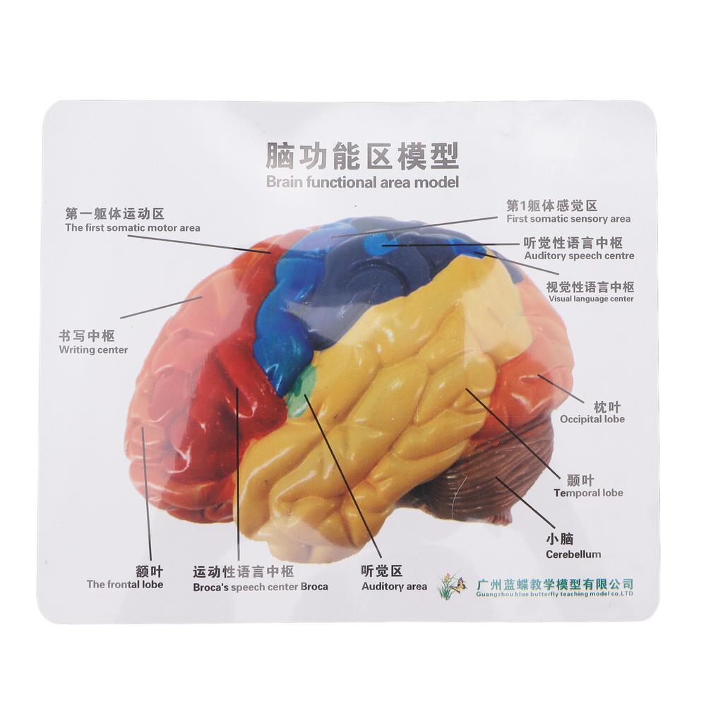Anatomical Human Brain Model Cerebral Artery Color Partitioned Left Right Brain Assembled Model for Learning