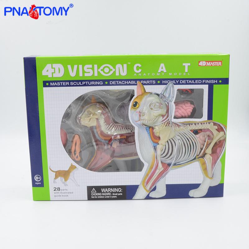 4D Master Educational Orange Yellow Cat Anatomy Model Toy 26008