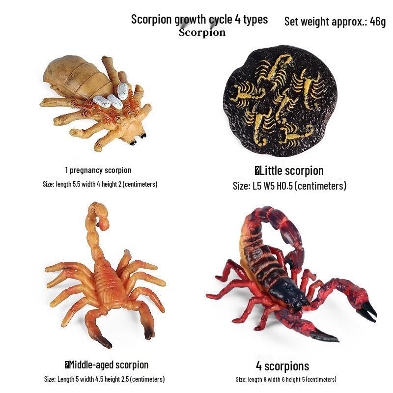 Children's Cognitive Toys: Frog Tadpole Growth Cycle Models