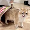 Pet Puzzle Kraft Paper Bag for Cat and Dog Teasing & Decompression Fun