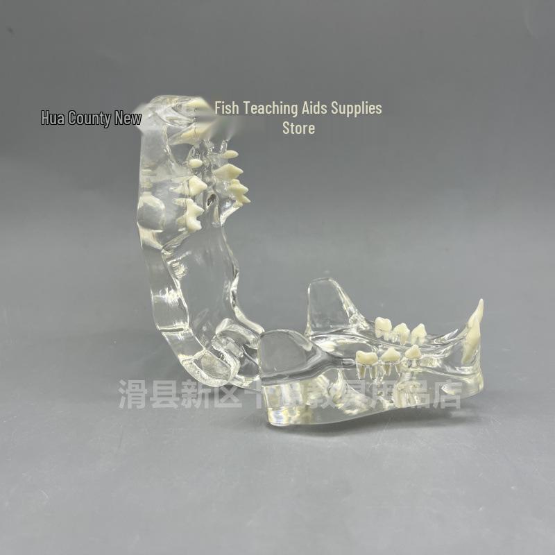 Animal Oral Cavity Model: Dog, Cat, Rabbit for Veterinary Teaching