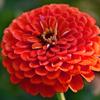 Zinnia Red Dahlia Seeds 1g Flowers for the Garden