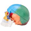 Modello di Teschio Umano, Modello di Teschio Anatomico Dipinto a Grandezza Naturale, Teschio Anatomico in PVC-B61B