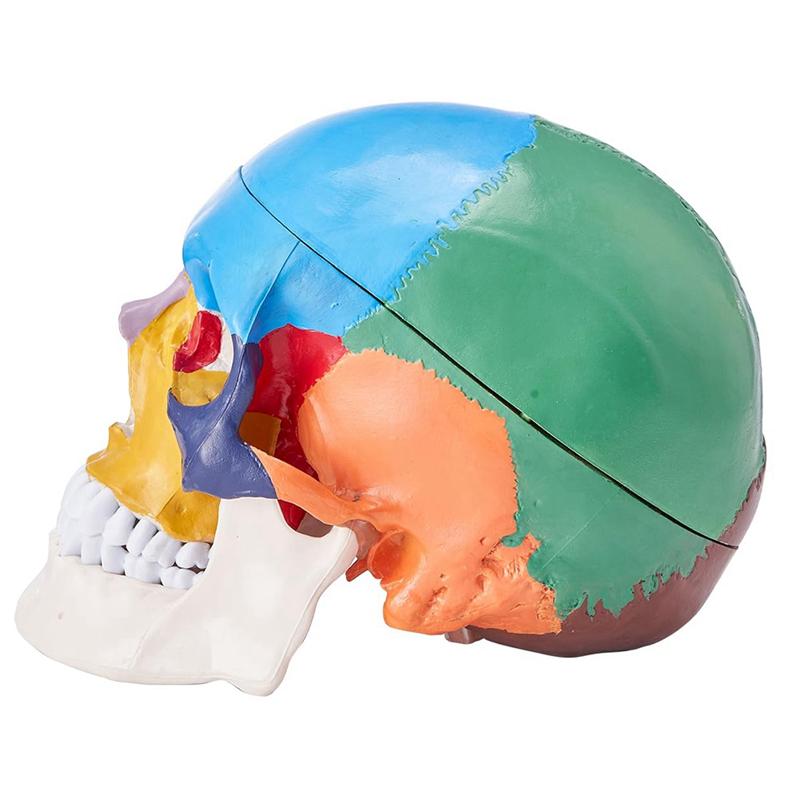 Modello di Teschio Umano, Modello di Teschio Anatomico Dipinto a Grandezza Naturale, Teschio Anatomico in PVC-B61B