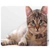 CAT-9 Mouse Pad Cute Cat Picture Anti-Slip Gaming Mouse Mat Replacement for PC Computer Laptop