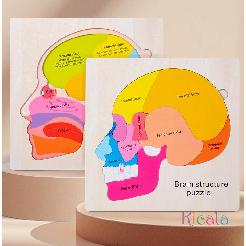 Età 3+ Gioco Puzzle Educativo in Legno sull'Anatomia del Cervello Giocattolo Educativo Cognitivo Multicolore per la Scienza Precoce Giocattoli Montessori