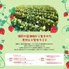 Face Mask Pack Lululun Kyushu Lululun 7 Pieces X 5 Bags (Amaou Scent)