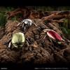 Original Twisted Egg Biological Encyclopedia Scarab Beetles Simulation Model Ornaments Action Figure Toys