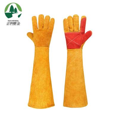 Psi – Péče o psa