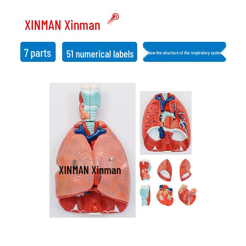 

Xinman Thoracic Organ Anatomy Model