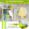 Bird Mirror Toy Perch, 2-Sided Hd Parakeet Mirrors & 2 Cotton-Wrapped Perches for Multiple Birds, Wooden Frame Hanging Parrot Swing for Cage, Safe No