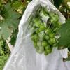 100pcs Anti-Bird Grape Protection Bags Semi Transparent Grape Protection Cover  Garden Tool