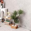 1 Stück Mikro-Landschaftsgarten Bonsai-Ornament 1/12 Puppenhaus Simulation Kieferngrün Pflanzen Bonsai-Modell Szene Dekoration