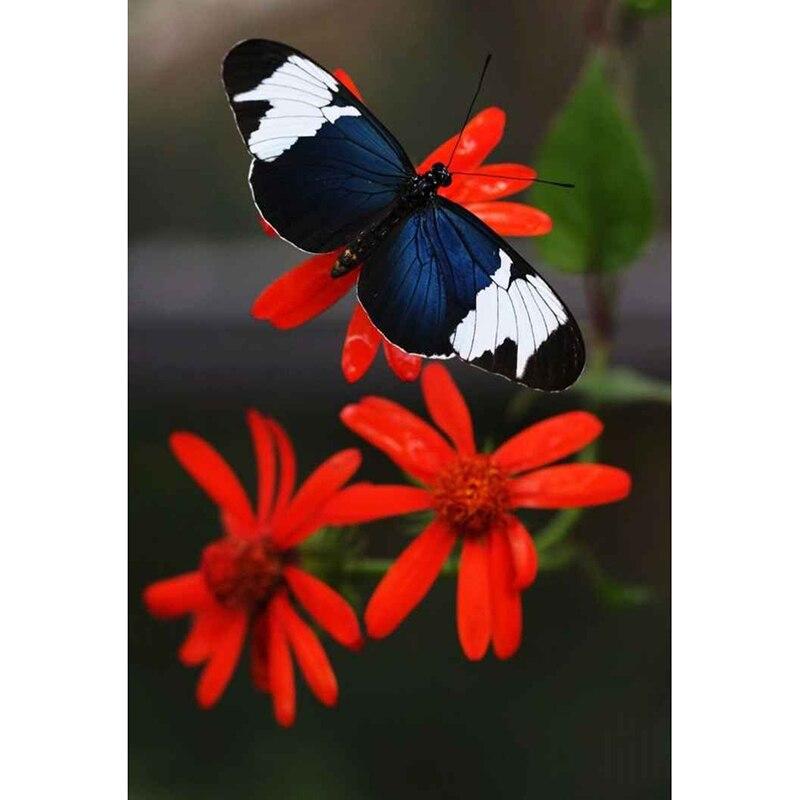 

Новый 5D DIY животное алмазная живопись бабочка Алмазная вышивка цветок полная круглая дрель стразы ремесла домашний декор подарок Full Round 15x20CM