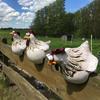Miniso Funny Cute Chicken Fence Decoration Statue Resin Garden Chicken and Hen Sculpture Craft Courtyard Home Decoration