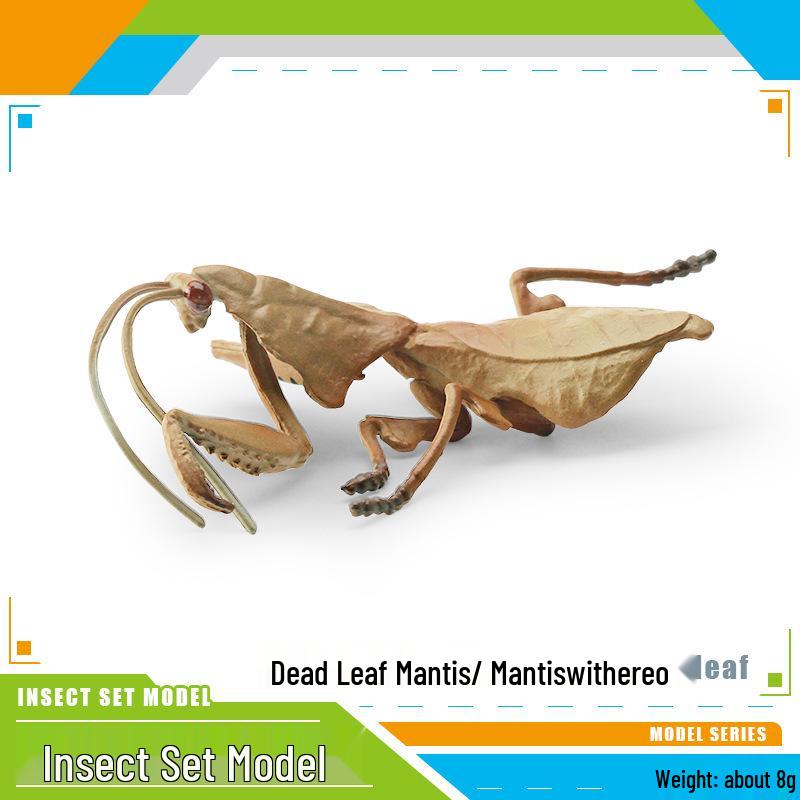 Insect Model Ornament: Sthenias Leaf-backed, Dead Leaf, Giant Leaf, Orchid Mantis.