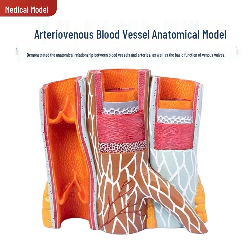 Magnified Human Vascular Anatomy Model for Teaching and Demonstration