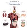DIY Human Organ & Bone Model Set for Early Education & Kindergarten Students