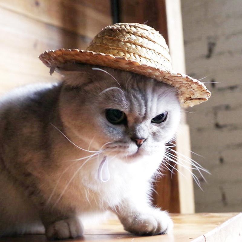 Outdoor-Hundemütze, Mütze, Haustiere, Tiere, Zubehör, Pomeranian-Kasquetten, Petits Chien-Haustiermütze