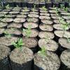 100Pcs PE Plastic Planting Bag Seedling Bag  for Garden Orchard Tree Transplanting