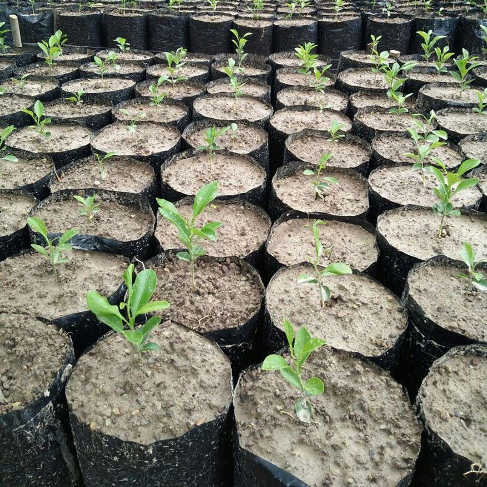100Pcs PE Plastic Planting Bag Seedling Bag  for Garden Orchard Tree Transplanting