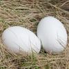 Wooden Simulated Chicken and Duck Eggs for Kids' DIY Hand-Painted Easter Toys