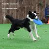Dog Flying Disc Toy Durable Bite Resistant Floating Flying Disk For Pet Training Interactive Throw Fetch Water Food Container
