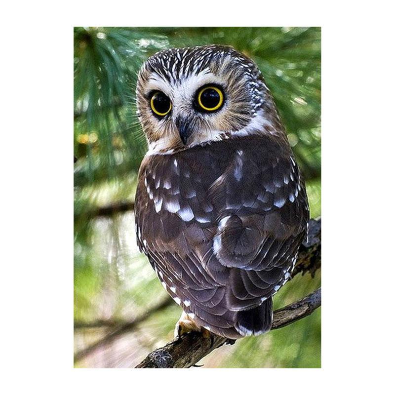 5D DIY Diamond Painting 30x40cm Animal Cross Stitch Full Round Drill Cute Owl Embroidery