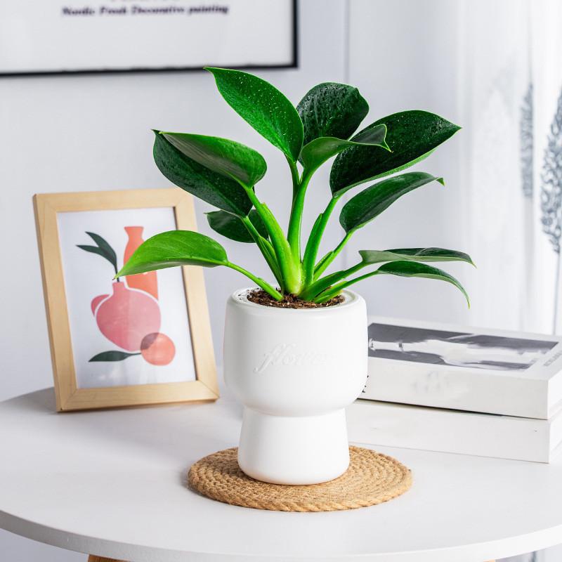 Flower Pot Self Watering Plastic Flowerpot Cotton Rope Watering Small Succulent Plant Pot Modern Decoration Home Bonsai Decor