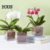 Orchid Planter for Phalaenopsis Clear with Saucer, Square Plant Pot Hydrophobic Succulents Drainage Holes, Transparent Flowerpot Phalaenopsis,