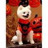 1pc Pumpkin Face Printed Pet Sweater Small And Medium Sized Dog Halloween Ghost Festival Color Blocked Warm Knitted Sweater Pet Clothing