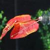 1Pcs Fish Tank Fake Plants Decoration Green Leaf Hammock For Betta Fish Stress-Reducing Aquarium Decor With Suction Cup