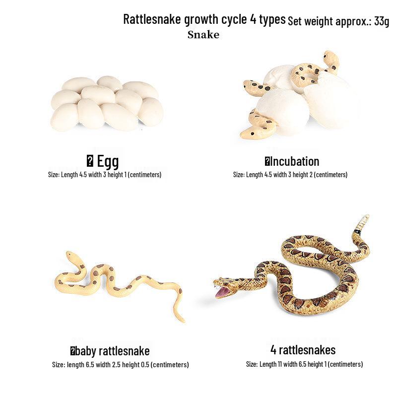 Emperor Penguin Growth Cycle Model Toy for Kids