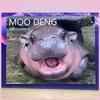 Moo Hippo Deng 2025 Calendar Sticker Travel Hanging Wall Decoration Office Home