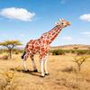 Giraffe Model Educational Toy for Kids' Science Learning