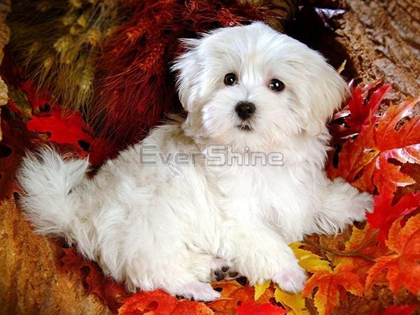 Diamond Painting Dog Full Square Round Diamond Výšivka Animal Rhinestones Pictures Crafts Kit