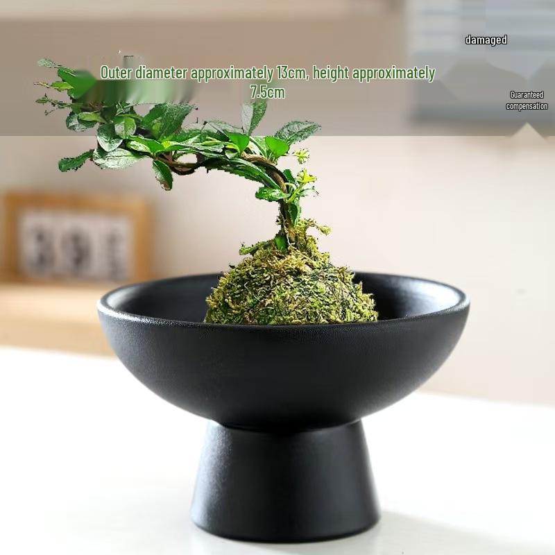 Modern Ceramic Tea Snack Plate with Fern Hydroponic Plant Holder